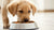 How to Make Your Puppy Eat Dog Food: A Comprehensive Guide