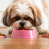How To Make Shih Tzu Eat Dog Food: A Guide for Picky Pups