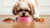 How to Make Your Shih Tzu Eat Dog Food: Transforming Mealtime for Picky Eaters