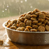 How to Moisten Dry Dog Food: A Comprehensive Guide for Pet Owners