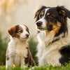 How to Predict a Dog's Adult Weight: A Comprehensive Guide for Pet Owners
