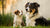 How to Predict a Dog's Adult Weight: A Comprehensive Guide for Pet Owners