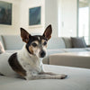How to Prepare Fresh Dog Food: A Modern Guide for Healthier, Happier Dogs