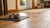 How to Protect Wood Floor from Dog Water Bowl: Essential Tips for Pet Owners-140791578863
