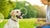 How to Put Healthy Weight on a Dog: A Comprehensive Guide for Loving Pet Owners