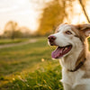 How to Put More Weight on My Dog: A Comprehensive Guide for Concerned Pet Owners