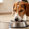 How to Put Weight Back on a Dog: A Comprehensive Guide for Pet Owners