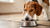 How to Put Weight Back on a Dog: A Comprehensive Guide for Pet Owners