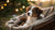 How to Put Weight on a Dog After Puppies: A Comprehensive Guide