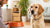 How to Put Weight on a Dog Safely: A Comprehensive Guide