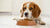 How to Put Weight on a Dog with EPI: A Comprehensive Guide