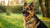 How to Put Weight on a German Shepherd Dog: A Comprehensive Guide