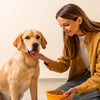 How to Put Weight on a Malnourished Dog: A Comprehensive Guide for Caring Pet Owners