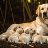 How to Put Weight on a Nursing Dog: Essential Tips for Pet Owners