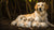How to Put Weight on a Nursing Dog: Essential Tips for Pet Owners