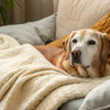 How to Put Weight on a Senior Dog: A Comprehensive Guide for Pet Owners