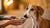 How to Put Weight on a Skinny Dog: A Comprehensive Guide for Pet Owners