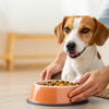 How to Put Weight on an Underweight Dog: A Comprehensive Guide for Pet Owners