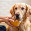 How to Put Weight on My Diabetic Dog: A Comprehensive Guide