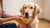 How to Put Weight on My Diabetic Dog: A Comprehensive Guide