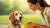 How to Put Weight on My Dog Fast: A Comprehensive Guide for Pet Owners