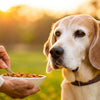 How to Put Weight on Your Senior Dog: A Comprehensive Guide for Caring Pet Owners