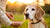 How to Put Weight on Your Senior Dog: A Comprehensive Guide for Caring Pet Owners