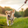 How to Put Your Dog on a Diet for Weight Loss: A Comprehensive Guide