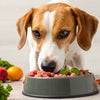 How to Put Your Dog on a Raw Food Diet: A Comprehensive Guide for Pet Parents