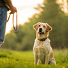 How to Redirect Dog Behavior: Expert Strategies That Work