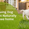 How to Reduce Dog Weight at Home Naturally: An Essential Guide for Pet Owners