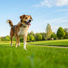 How to Reduce Dog Weight Naturally: A Comprehensive Guide for Pet Owners