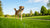 How to Reduce Dog Weight Naturally: A Comprehensive Guide for Pet Owners