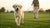 How to Reduce the Weight of Your Labrador Dog: A Comprehensive Guide