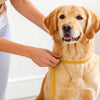 How to Reduce Your Dog's Weight: A Comprehensive Guide for Pet Owners