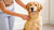 How to Reduce Your Dog's Weight: A Comprehensive Guide for Pet Owners