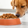 How to Rehydrate Dog Kibble: Elevate Your Dog's Feeding Experience