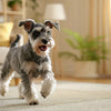 How to Serve Dry Dog Food: Elevate Your Pet's Feeding Experience