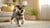 How to Serve Dry Dog Food: Elevate Your Pet's Feeding Experience