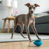 How to Slow Down Dog Eating Wet Food: Practical Strategies for Healthier Mealtimes
