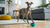 How to Slow Down Dog Eating Wet Food: Practical Strategies for Healthier Mealtimes
