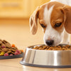 How to Smoothly Transition from Puppy Food to Dog Food: A Comprehensive Guide