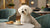 How to Soften Dog Biscuits: A Comprehensive Guide for Pet Owners