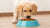 How to Soften Dog Food for Puppies: A Complete Guide