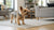 How to Soften Dog Kibble: A Comprehensive Guide for Pet Owners