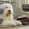 How to Soften Dry Dog Food for Older Dogs: A Comprehensive Guide