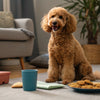 How to Soften Hard Dog Biscuits for Your Furry Friend
