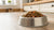 How to Soften Kibble for Dogs: A Comprehensive Guide for Pet Owners