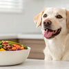 How to Start My Dog on a Raw Food Diet: A Comprehensive Guide