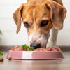 How to Start Your Dog on a Raw Food Diet: A Comprehensive Guide